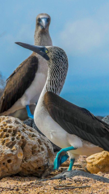 blue-footed-booby-galapagos-islands