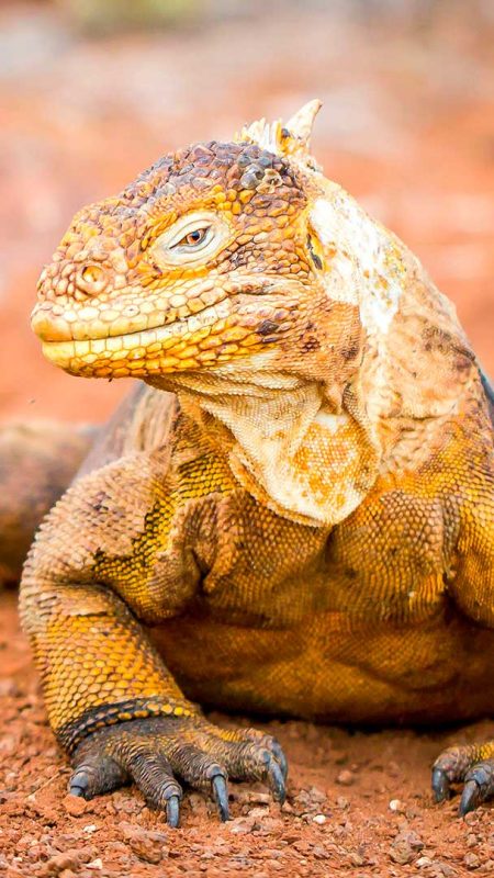 galapagos-wildlife-land-iguana